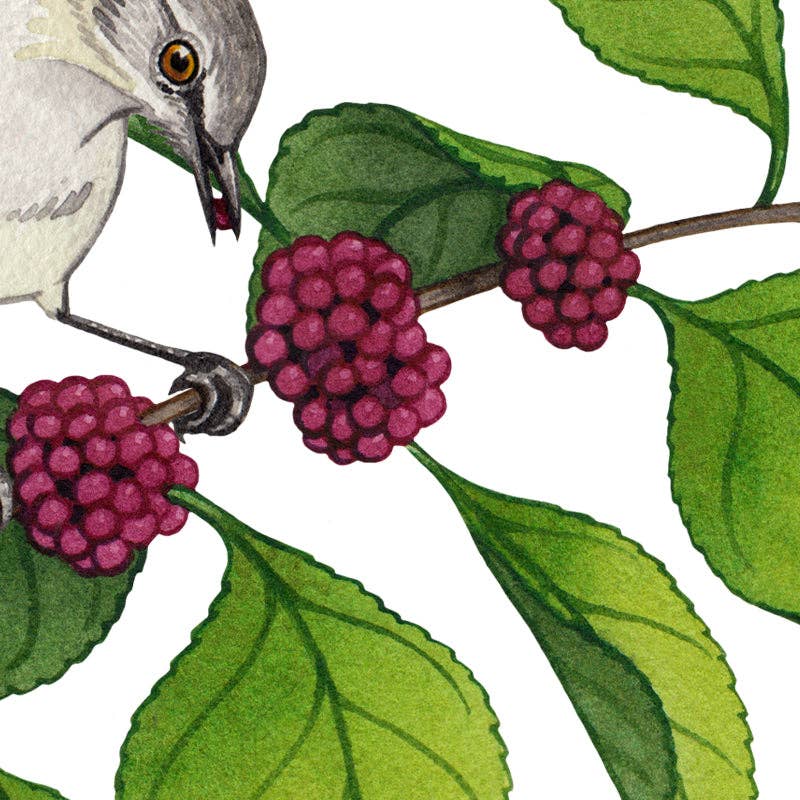 Kate Dolamore Art - Wholesale Art Print - Northern Mockingbird on Beautyberry 10x8 Art Print1