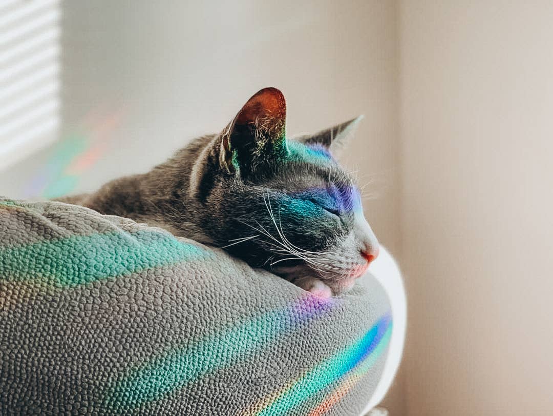 Scribbles and Doodlez - Wholesale Suncatcher - Floral Mountain Tent | Sun Catcher Decal1