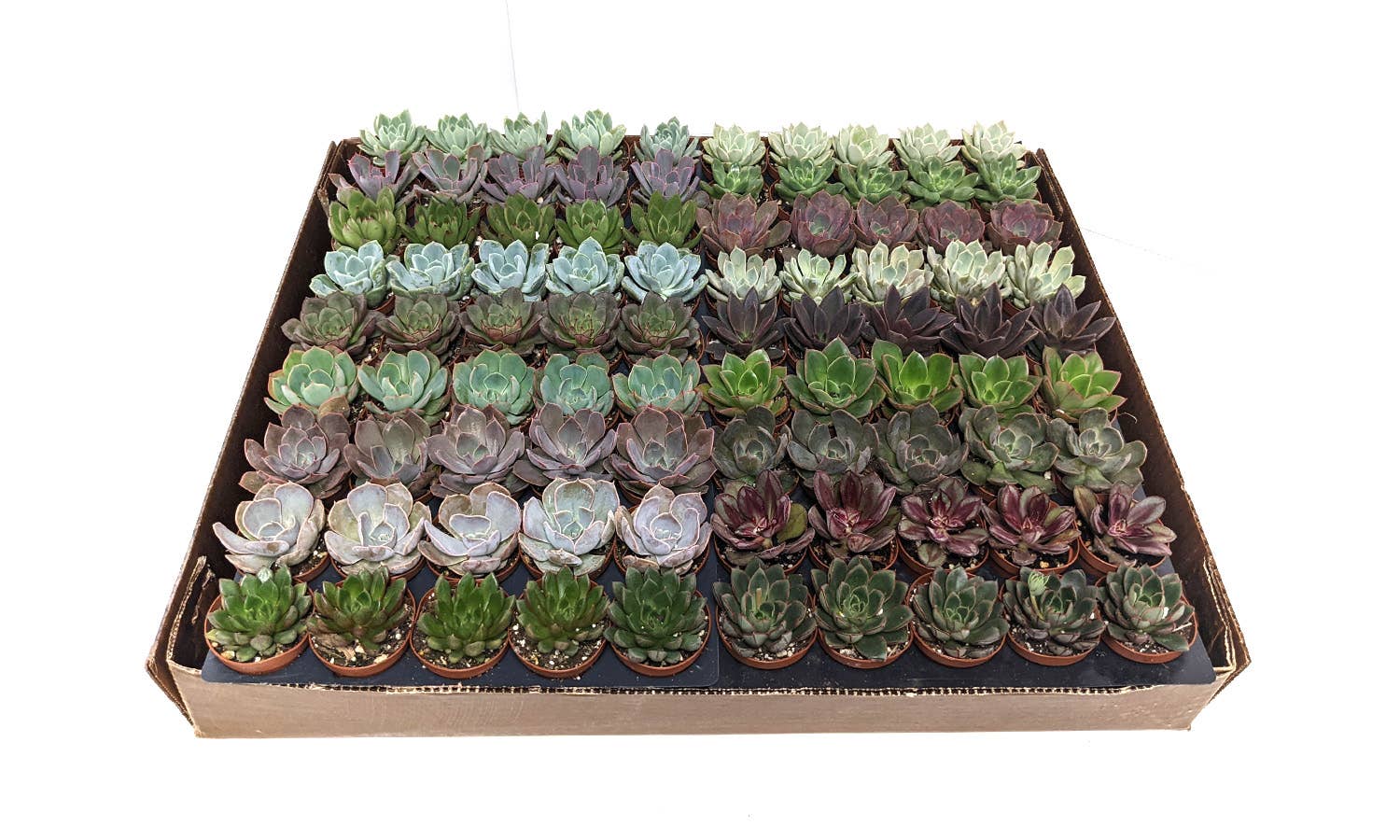 The Old Yew Plant Shop - Wholesale Succulent - 2" Echeveria Succulent Live Plant Mix1