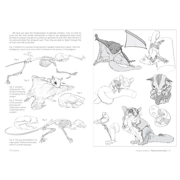 Rocky Nook - Wholesale Arts & Entertainment - Morpho: Mammals7