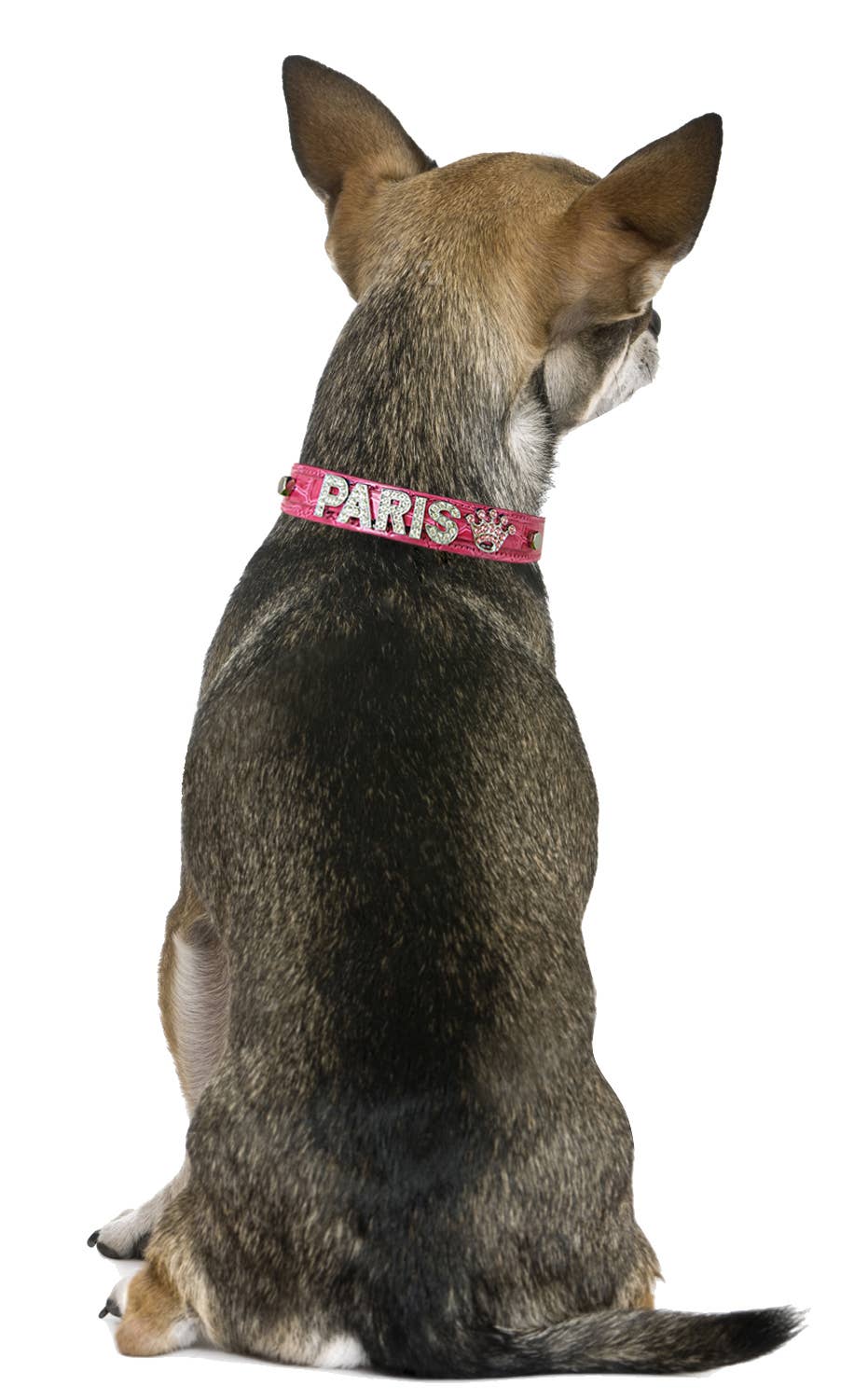 Parisian Pet® - Wholesale Pet Collar - Dog - Croc Collar – Perfect for Dog & Cat Personalization1