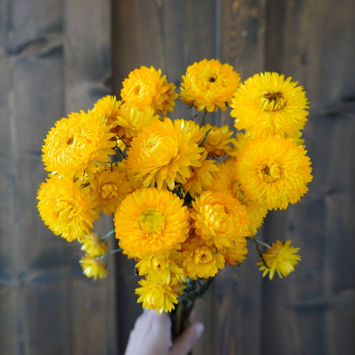 Dried Yellow Strawflower Bouquet for wholesale by Gallup Homestead