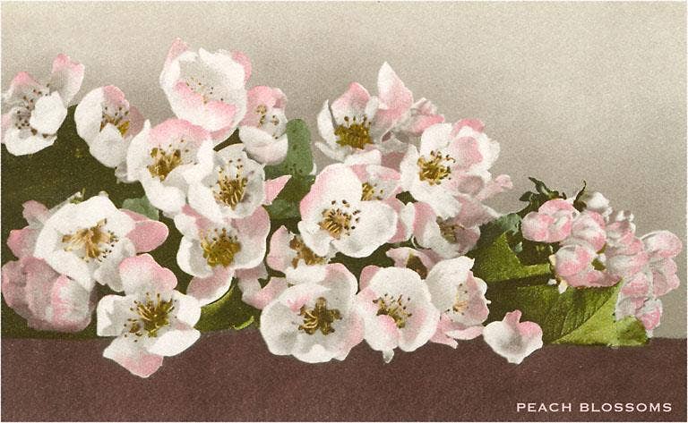 Found Image Press - Wholesale Sticker - Sticker FC-77 Peach Blossoms0
