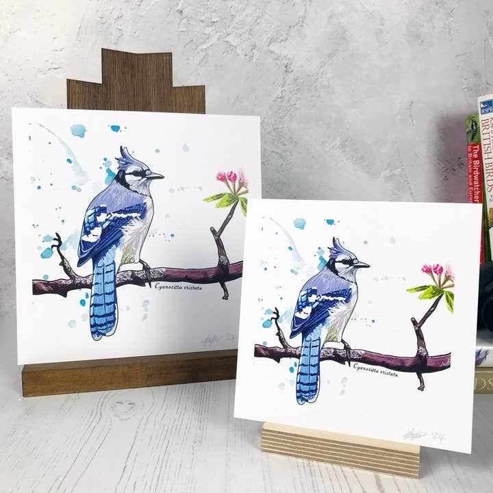 Bluejay Bird Print for wholesale by Loadofolbobbins