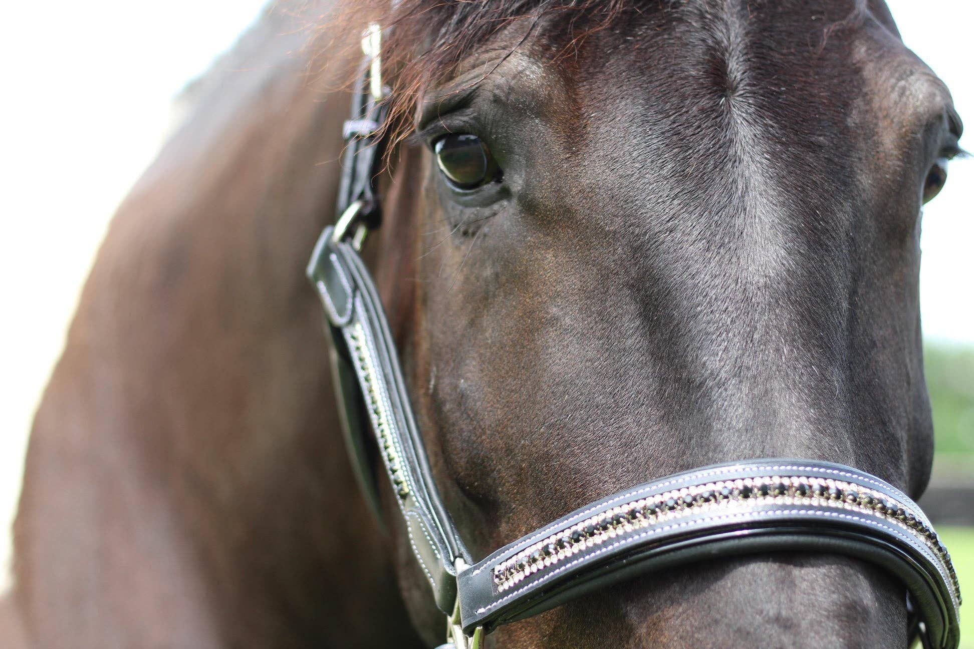 JPC Equestrian - Wholesale Horseback Riding Gear - Henri de Rivel Padded Jewel Halter - Horseback Riding Gear2