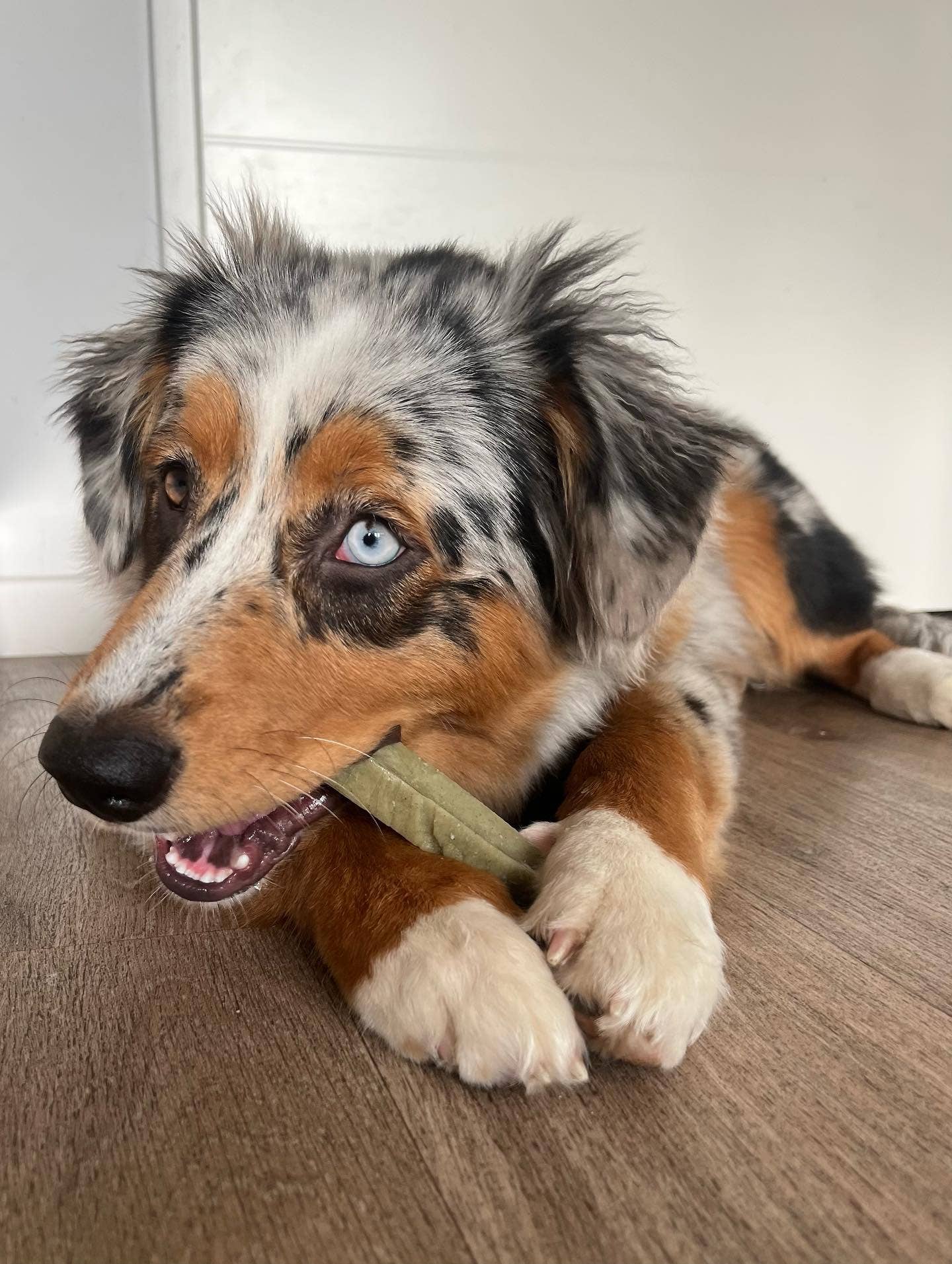 Evident – wholesale Hundben/bitleksak - Hund – FILOU - Spirulina tuggostpinne (s)8