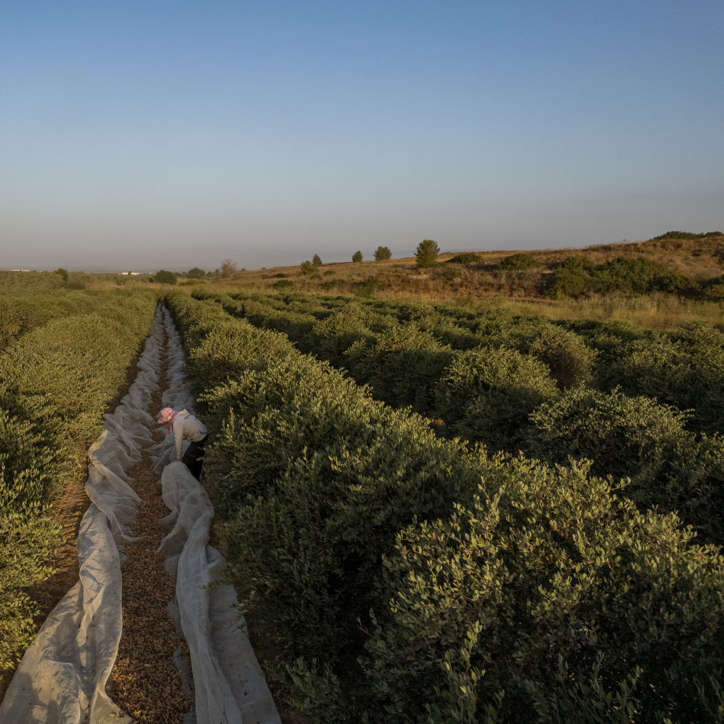 HobaCare Jojoba - Vente Crème hydratante pour le visage - Crème hydratante pour le visage et le corps au jojoba HobaCare, 32 oz, certifiée biologique3