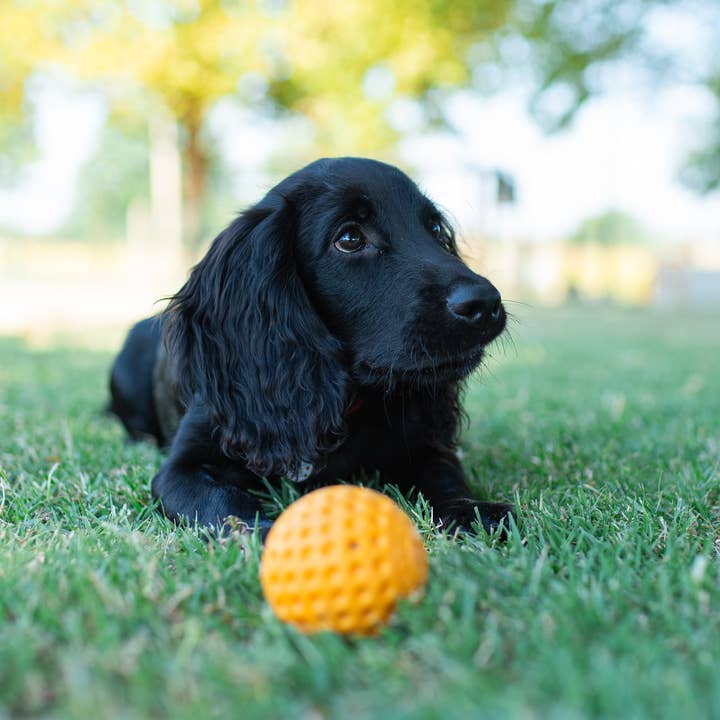 IGSM LTD – Engroshandel Apporterbold - Hund – KIWI Walker hundebold - MINI6