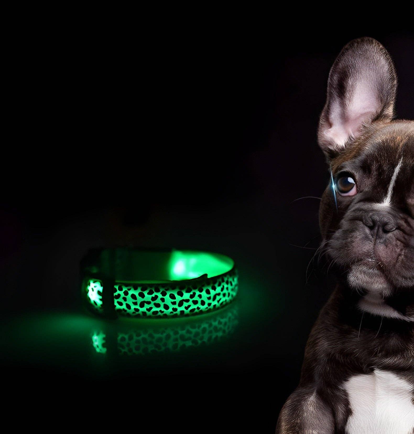 Cheerhunting - Wholesale Pet Collar - Dog - LED Dog Collar5
