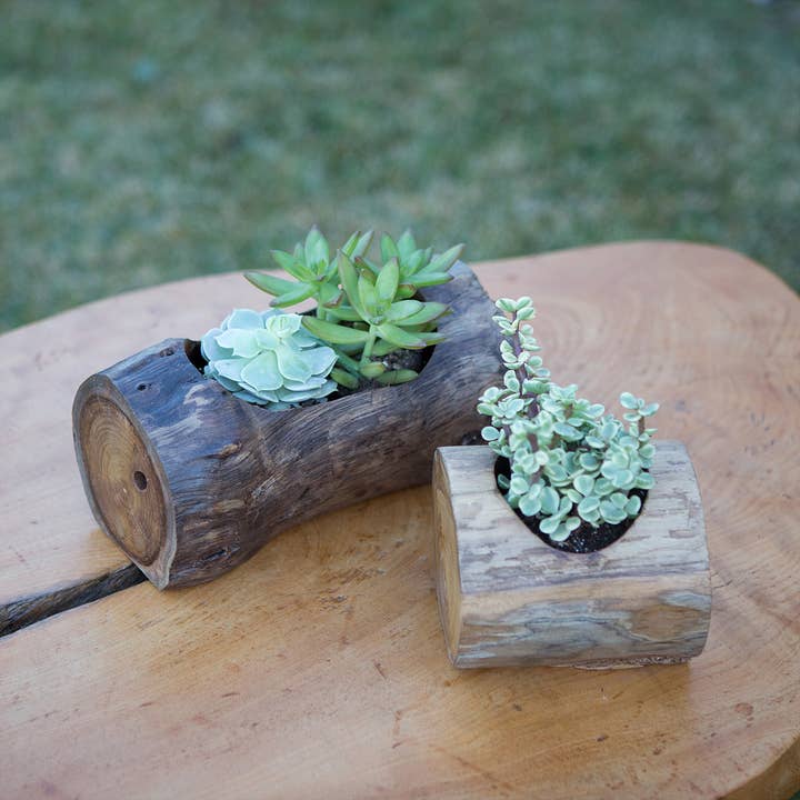 Teak Branch Succulent Pots for wholesale by Garden Age Supply