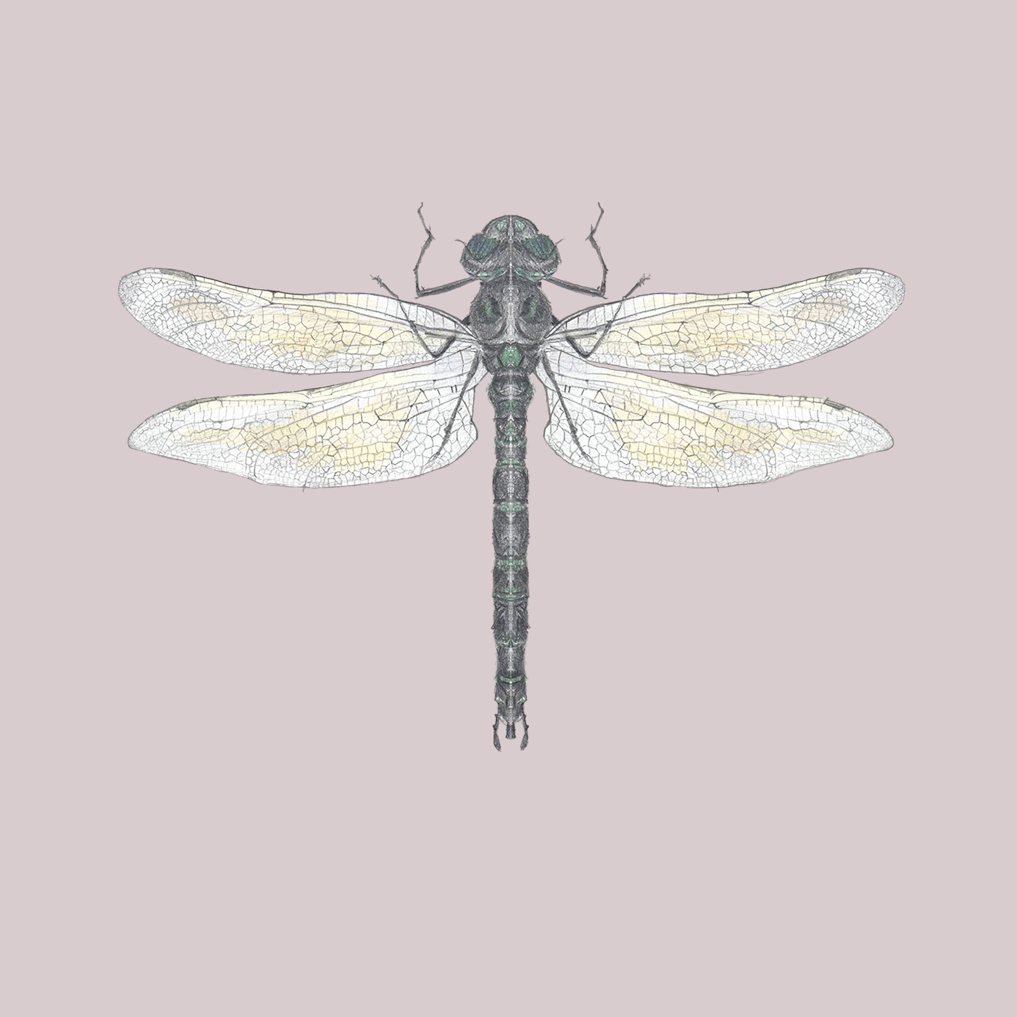 Wholsale libelle wenskaart voor je winkel - Faire, image size:3543x3543