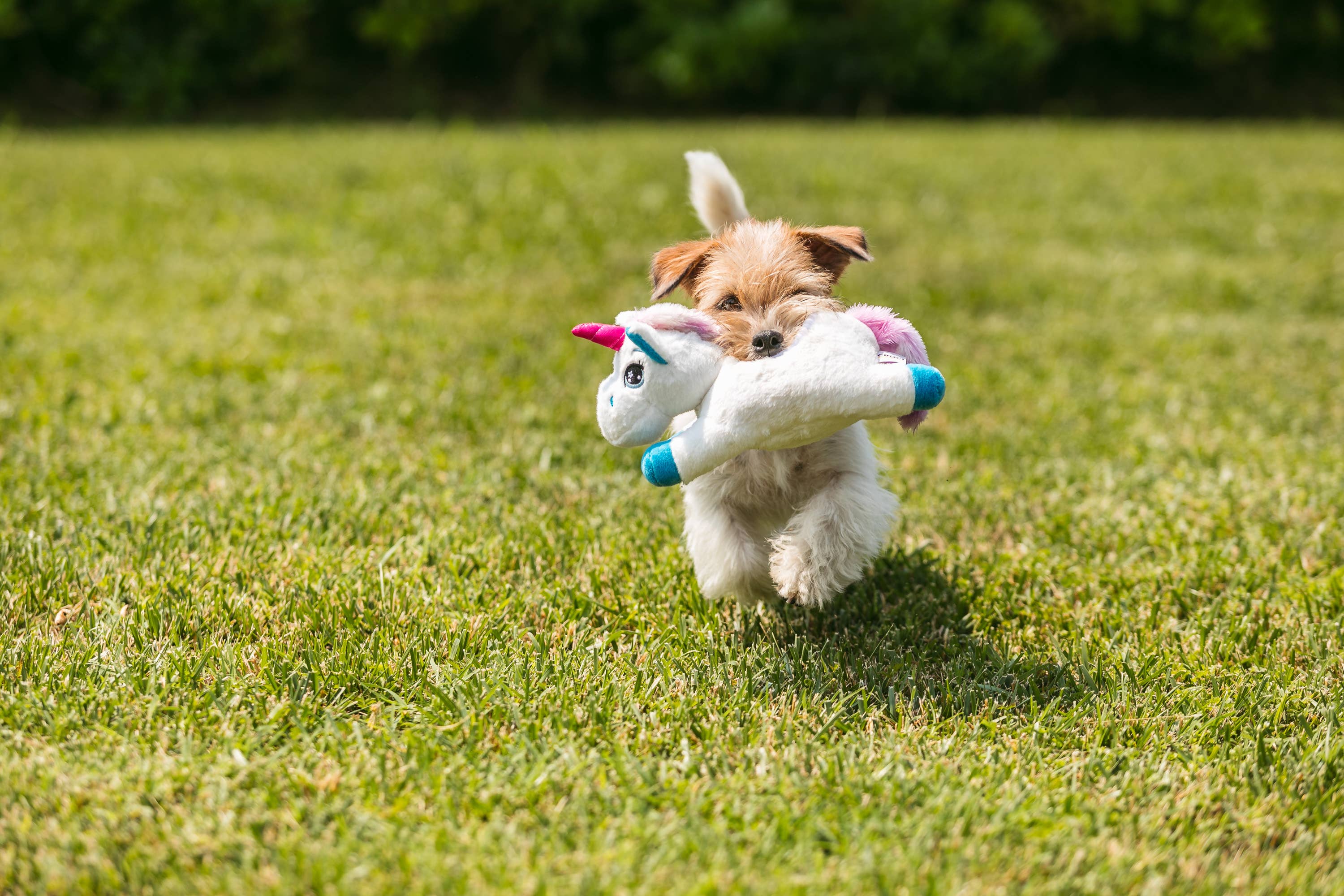 Croci - Vendita all'ingrosso Peluche - Cani - Peluche per cane - Party Pignatta - Croci1