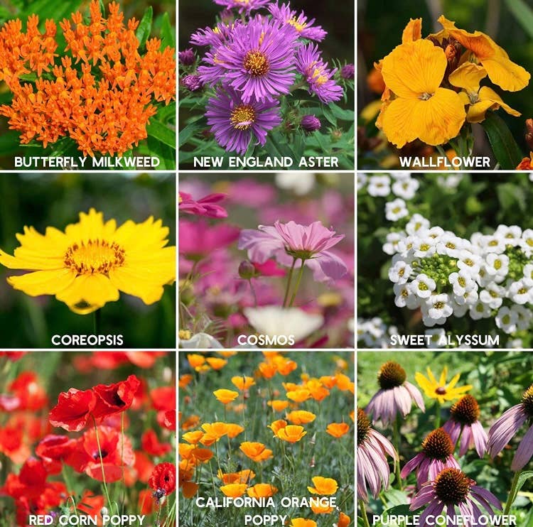 Alma Boheme Handmade - Wholesale Plant Seeds - Seeded Wildflower Paper Heart7