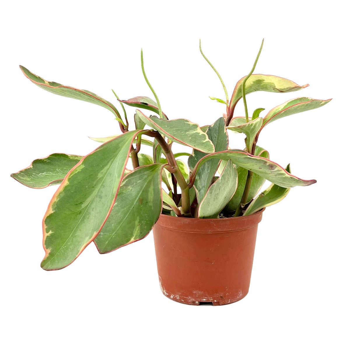 Best Plant Friend - Wholesale Live Plant - Peperomia Clusiifolia Ginny 4/6in - Easy to Care Houseplant4