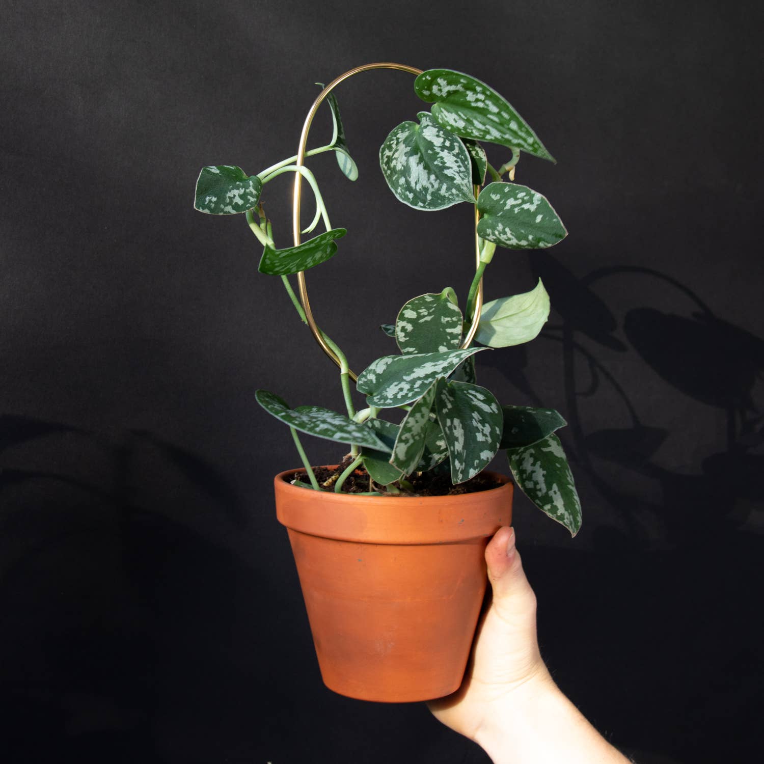 Botanopia - gifts , decor and cards for plant lovers - Wholesale Tuin/gazongrondpennen/pinnen - Mini plantensteun - ringvormig - goud