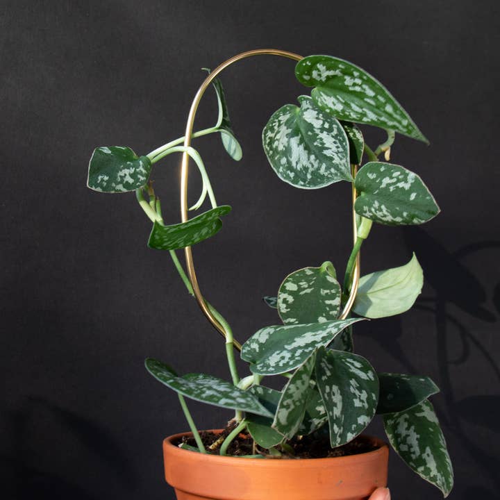 Botanopia - gifts , decor and cards for plant lovers - Wholesale Tuin/gazongrondpennen/pinnen - Mini plantensteun van roestvrij metal – Hoop – Goud0