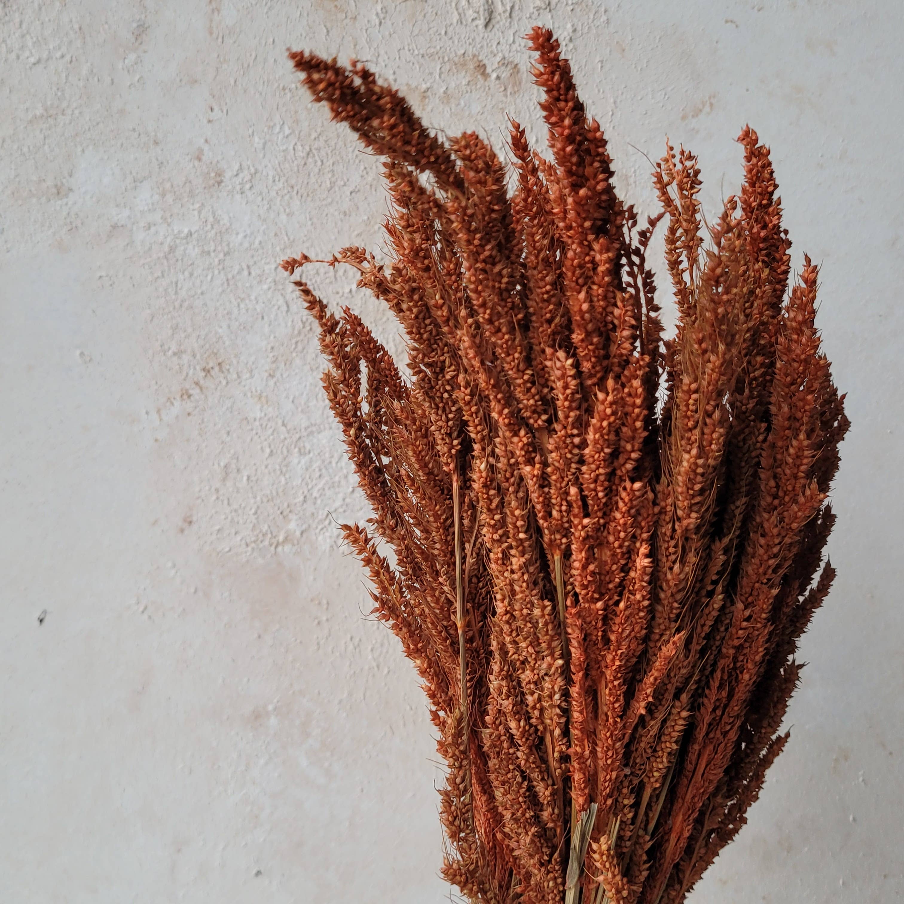 MY BOUQUETS – wholesale Dried/pressed flowers – Dried Grass Rusty Orange, Terraocotta Dried Flowers, Wedding1