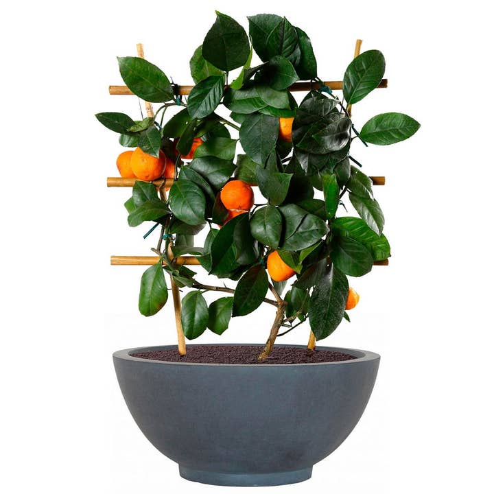Idealist Lite Fibrestone Planters – wholesale Plant pot – IDEALIST Dish Style Smooth Bowl Outdoor Planter