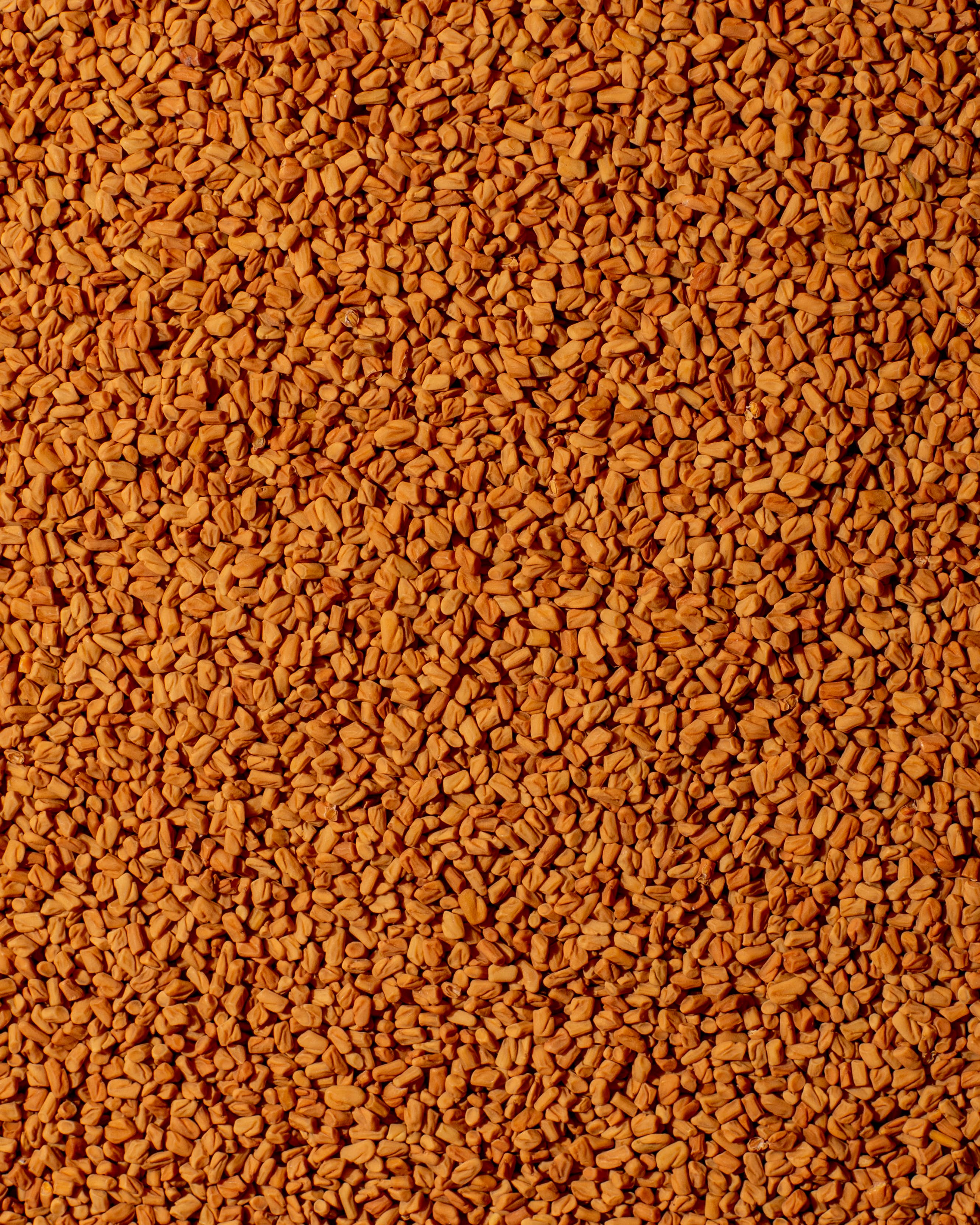 Diaspora Spice Co. - Wholesale Dried Spice - Sugandhi Fenugreek (Whole Methi Seeds) - Foodservice Bag1