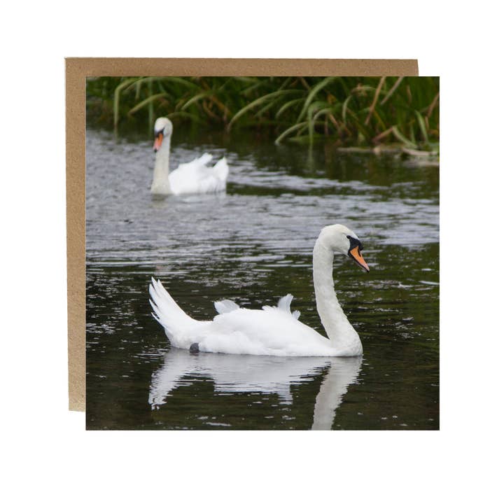Swans Greeting Card - swans swimming everyday card for wholesale by Alex Sharp