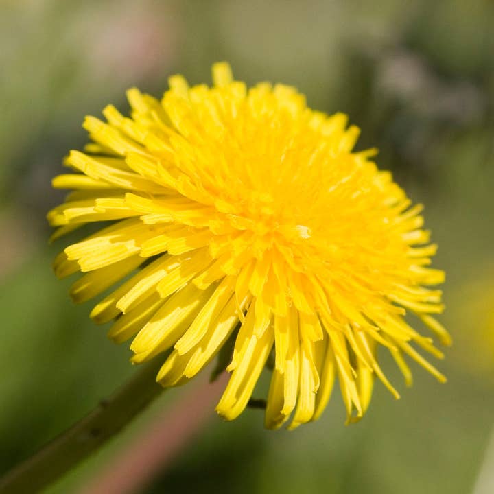 Daydream Organics | Prairie Doctor Brand - Wholesale Tincture - Dandelion Herbal Tincture2