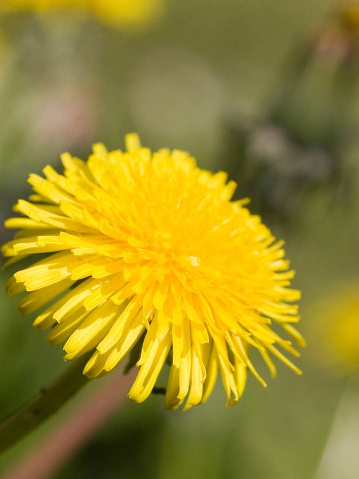 Dandelion Root Herbal Tincture for wholesale by Daydream Organics | Prairie Doctor Brand