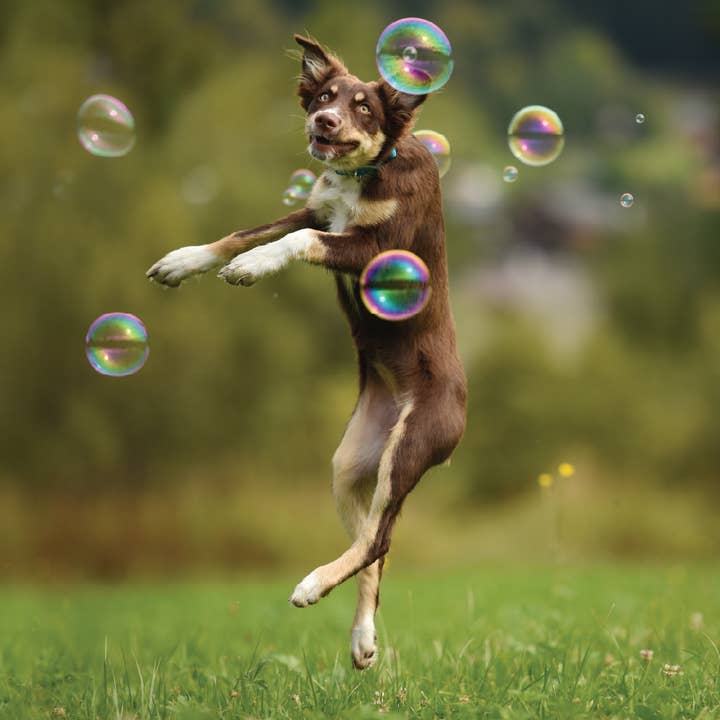 Barkin' Good - Wholesale Pet Toy - Dog - Barkin Good Bubbles Bacon Scented