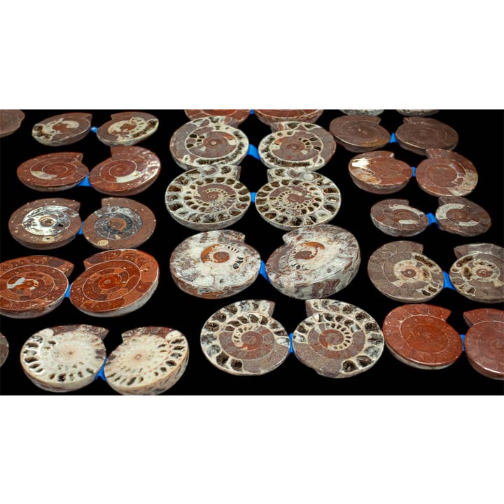 Ammonite Pairs (Indonesia) for wholesale by Quasar Gems USA