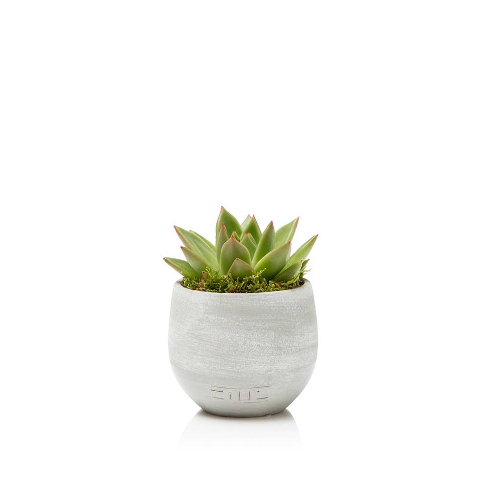 The Little Botanical – wholesale Succulent – Miranda1