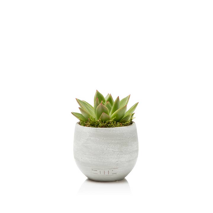 The Little Botanical – wholesale Succulent – Miranda1