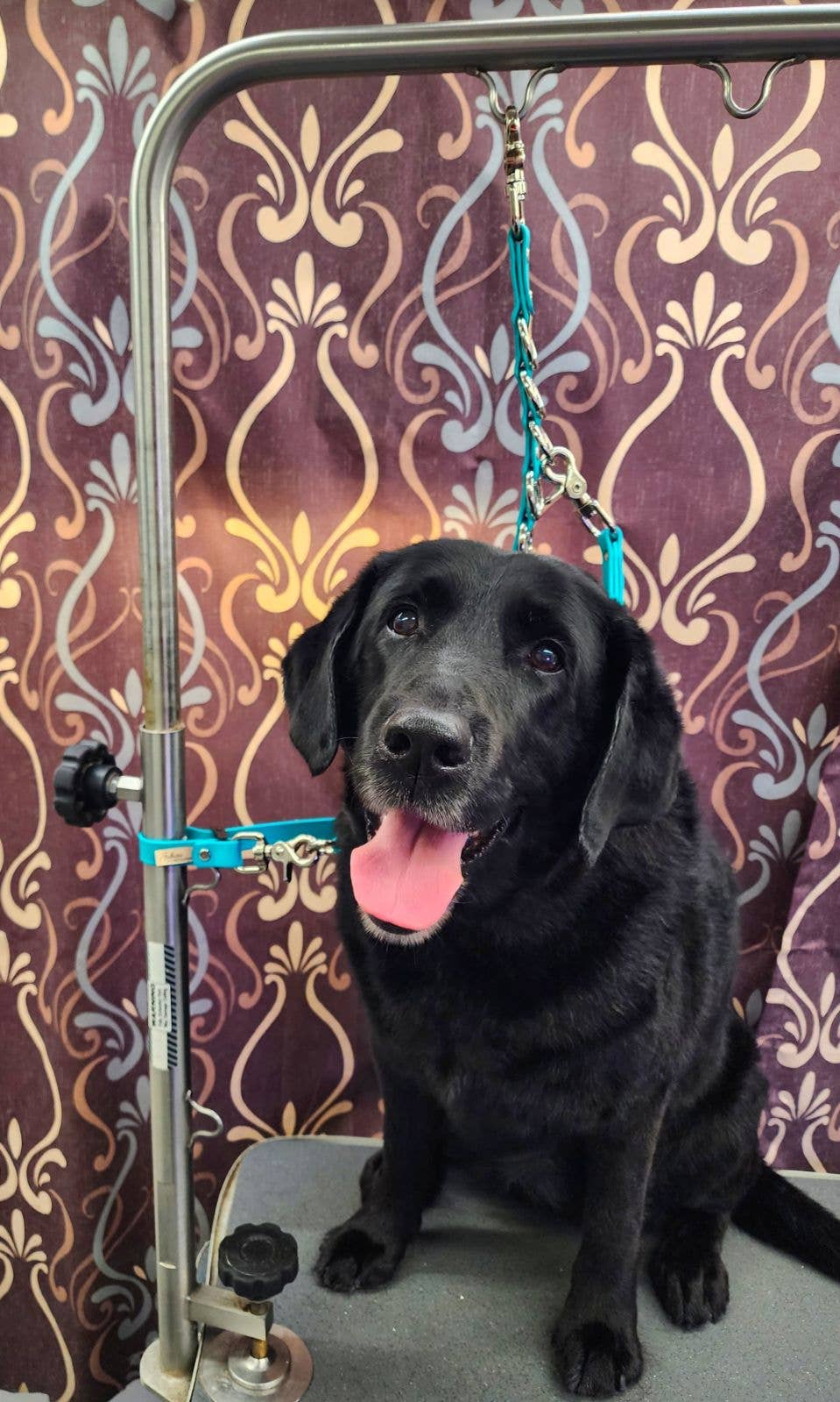 Auburn Leathercrafters - Wholesale Pet Grooming Aid - Dog - Sparky's Groomers Kit7