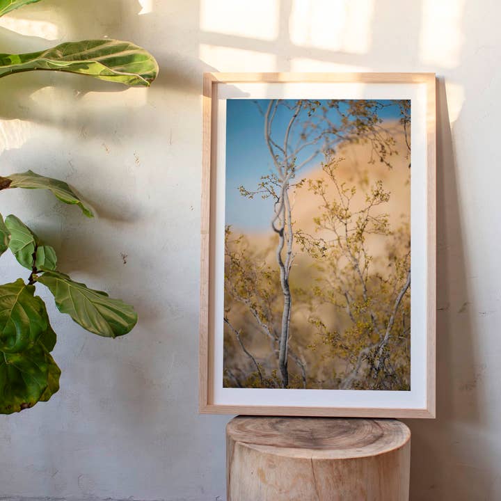 November 11, 2024 - Joshua Tree National Park, California for wholesale by Jess Gibbs Photography