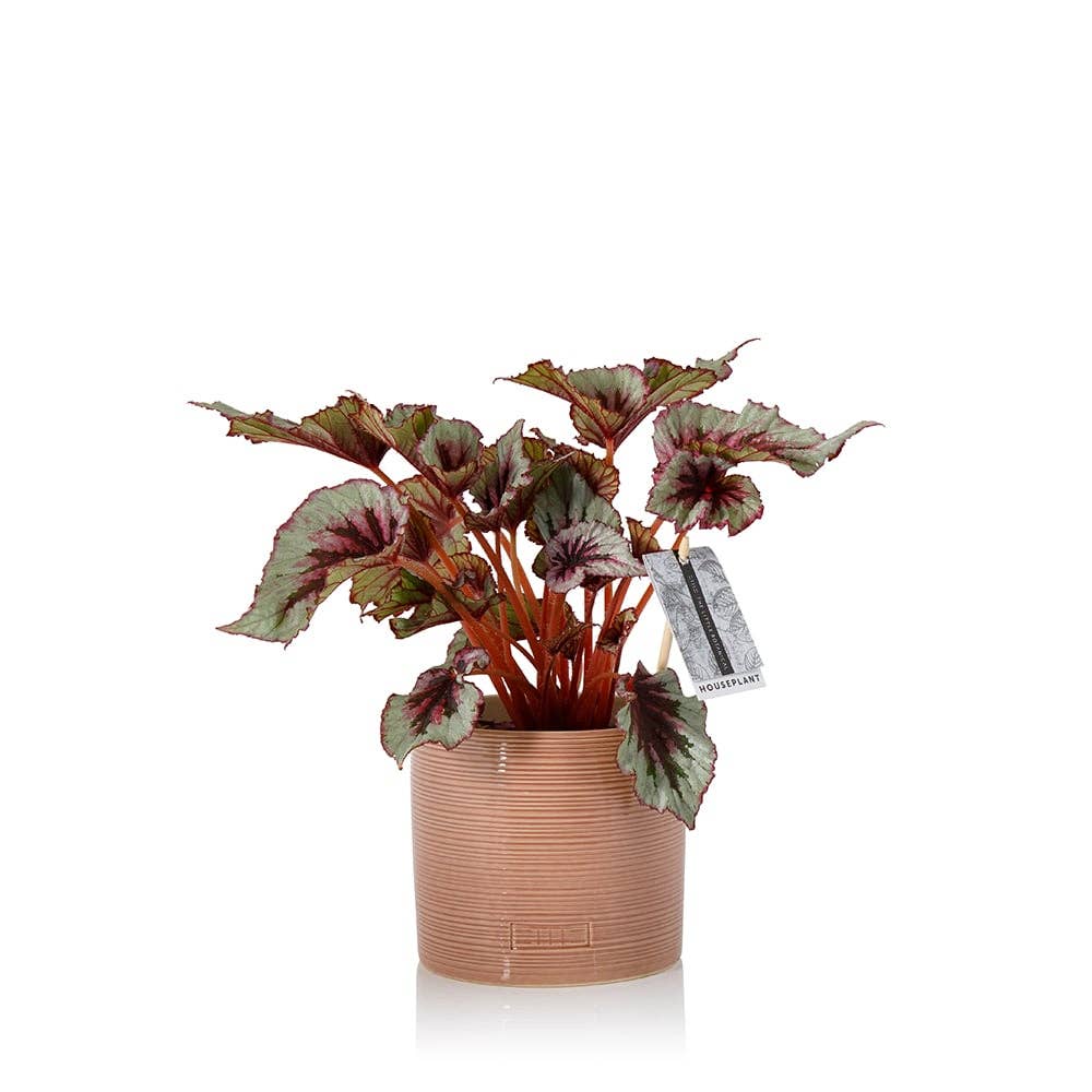 The Little Botanical - Wholesale Live Plant - Living Begonia Beleaf4