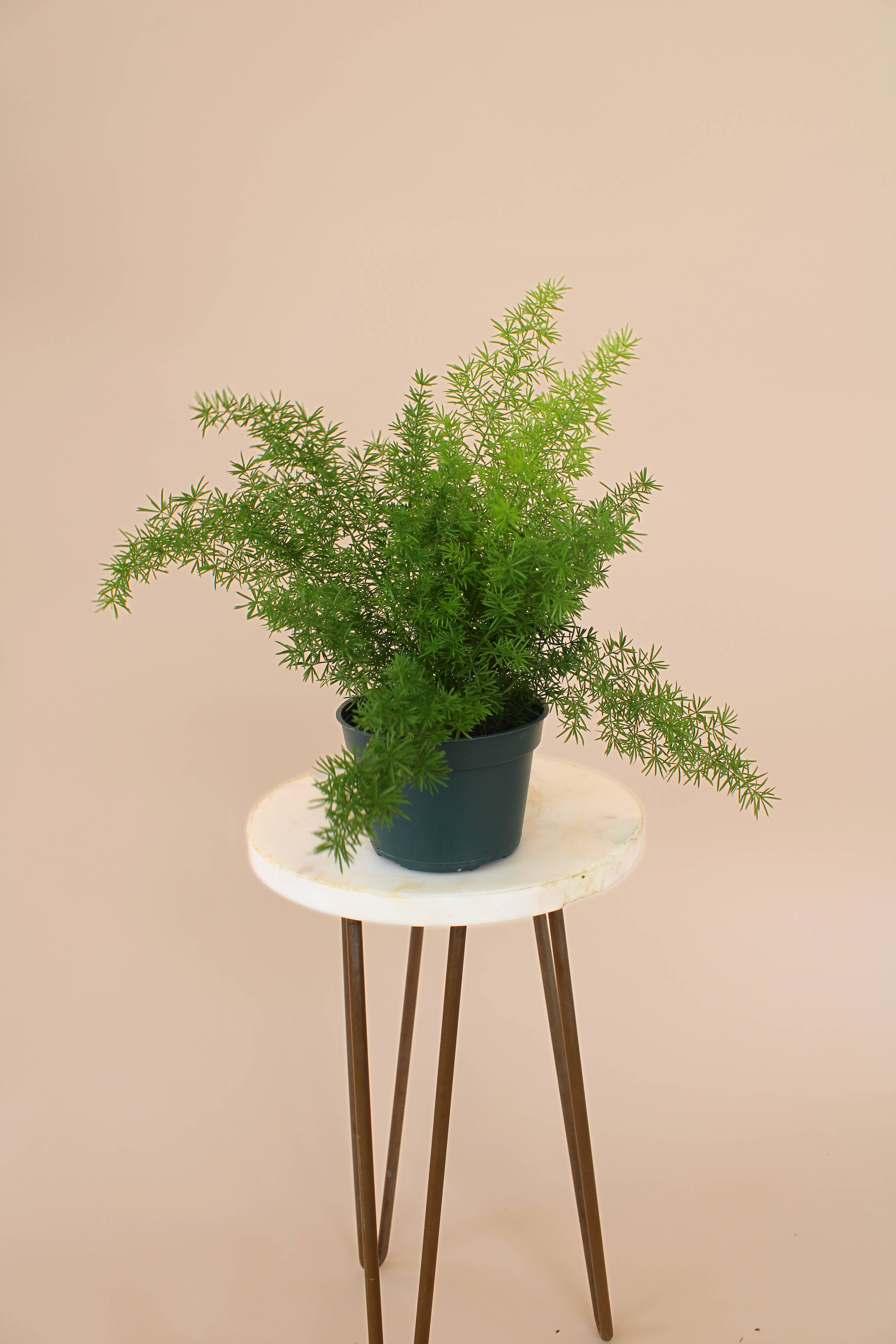 Hidden Valley Ranch & Nursery Inc - Wholesale Live Plant - 4" Foxtail Fern: Asparagus Densiflorus ‘Meyeri’