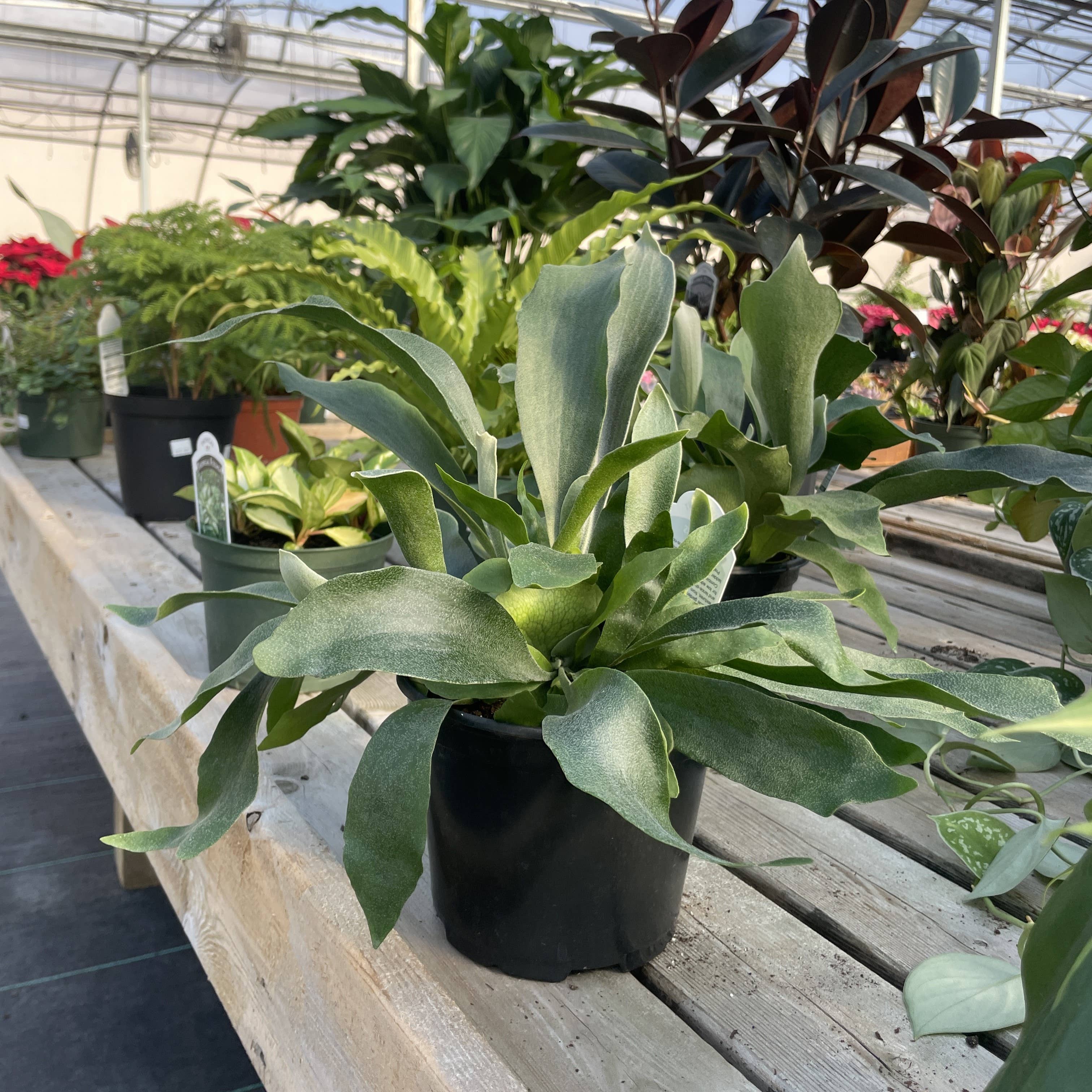 Thorsen's Greenhouse - Wholesale Live Plant - Staghorn Fern - Live Plant2