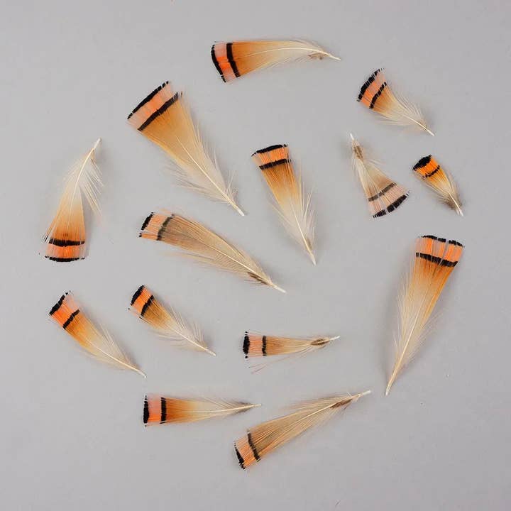 Zucker Feather Products - Vendita all'ingrosso Attrezzature per lavoretti e fai da te - Piumaggio a forma di fagiano dorato, 1-8,9 cm, naturale