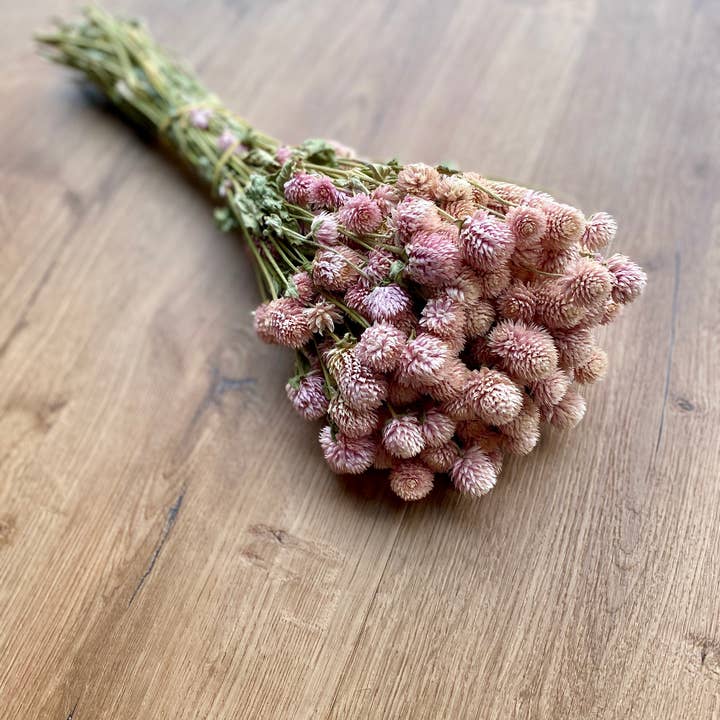 Lovejoy Farms Premium Dried Flowers - Wholesale Dried/Pressed Flowers - Globe Amaranth - Blush Pink