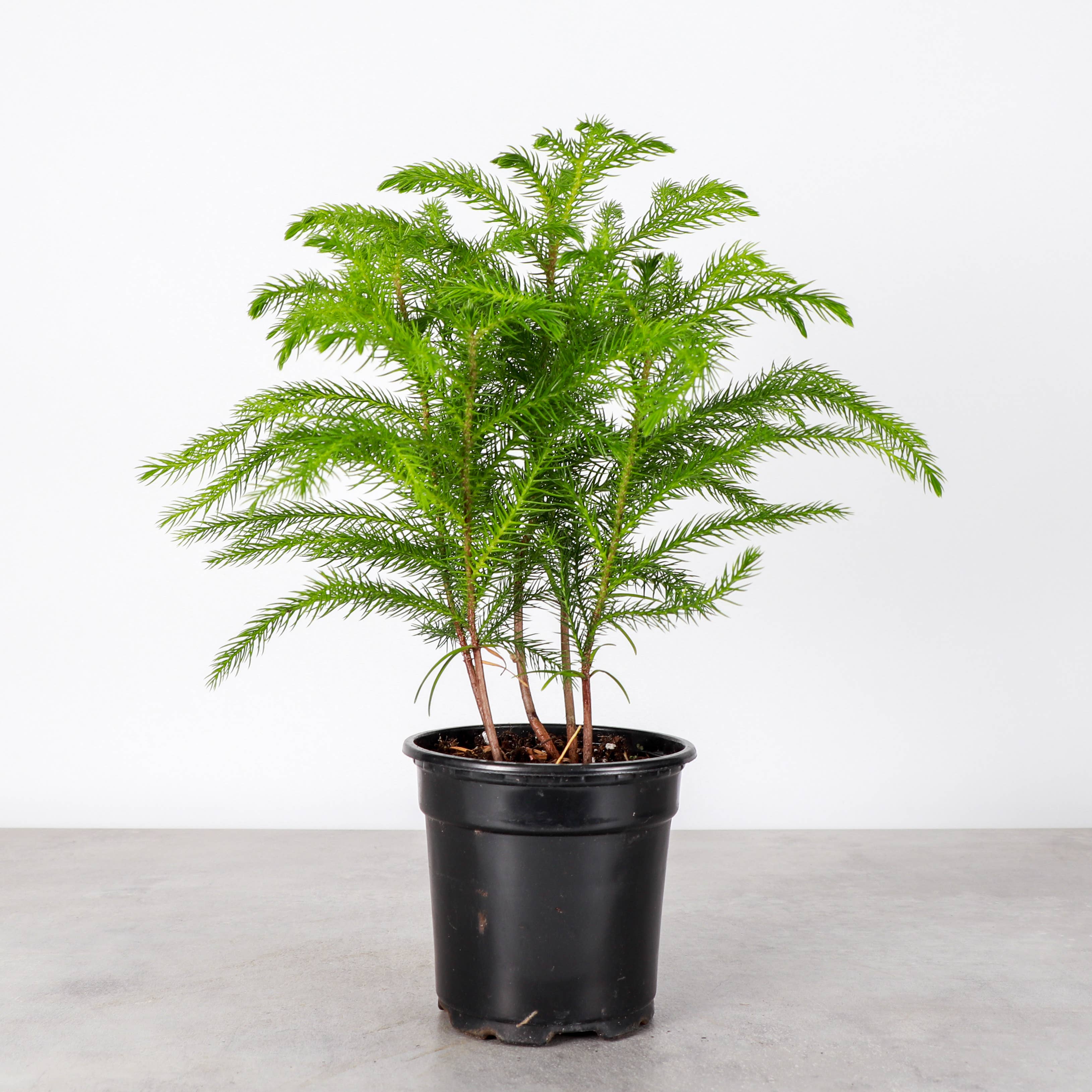 Thorsen's Greenhouse - Wholesale Live Plant - Norfolk Island Pine -  Live Plant0