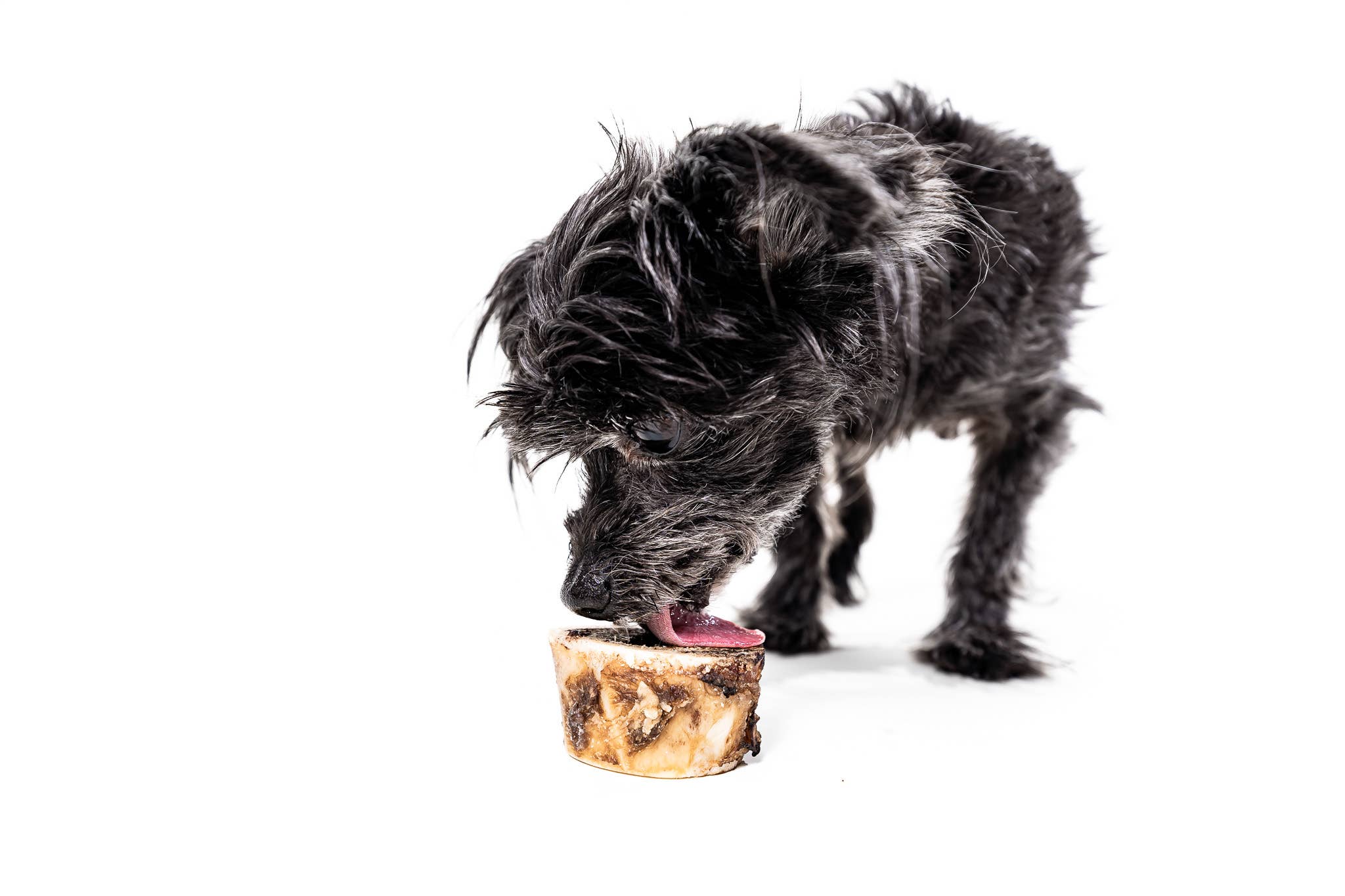 Winnie Lou - Wholesale Pet Treats - Dog - Bison Marrow Bone - 2"5