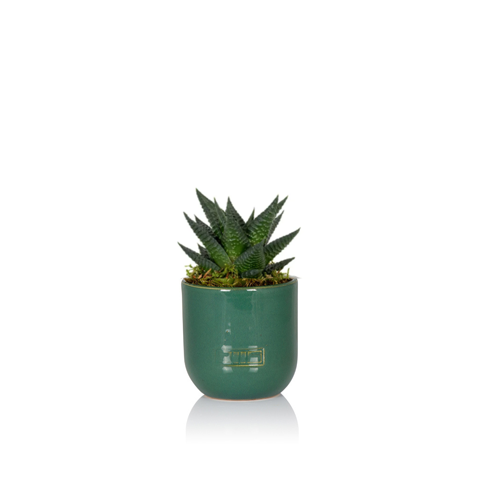 The Little Botanical - Wholesale Live Plant - Haworthia in Ceramic Pot for Indoor Décor0