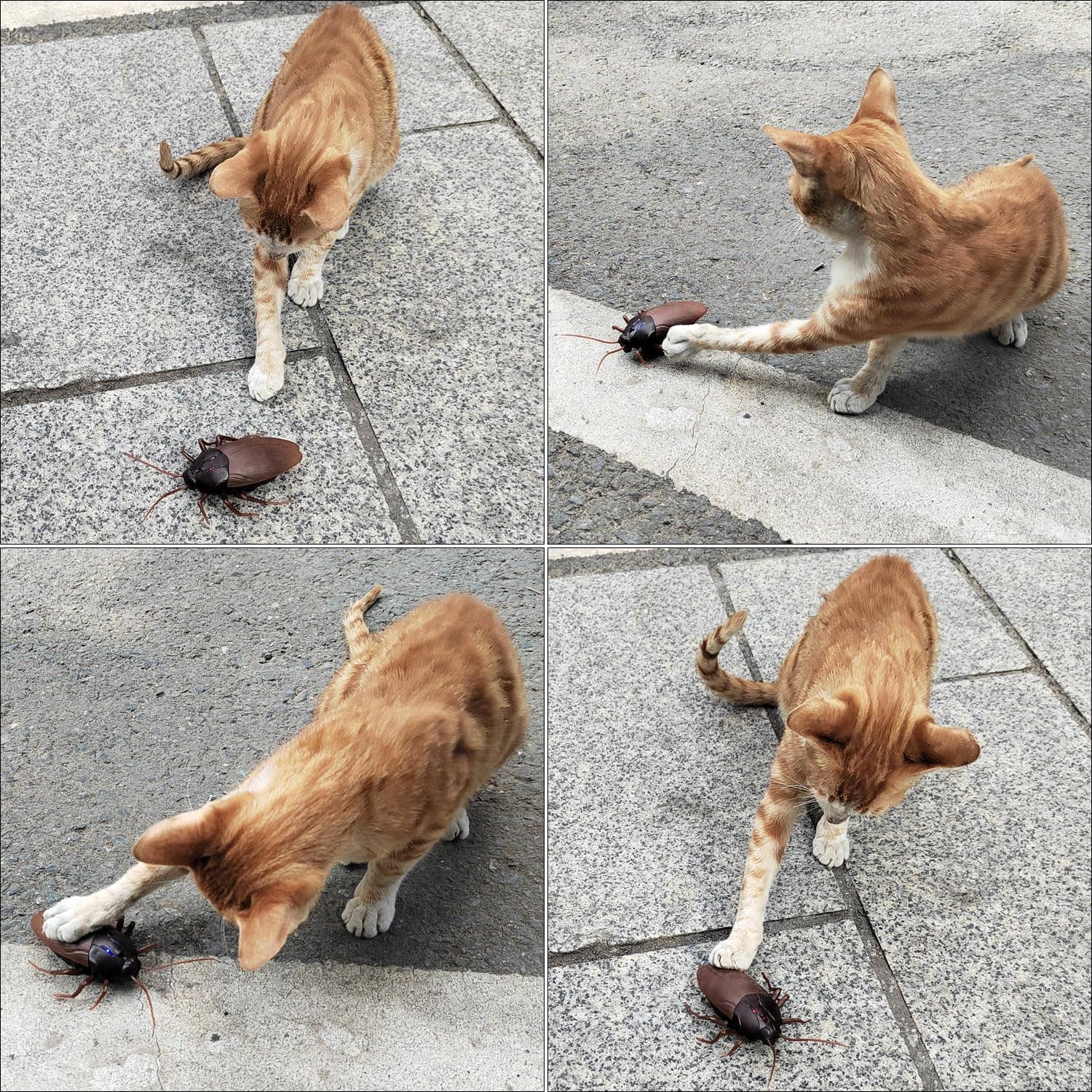 VIGOR - Wholesale Electronic Toy - Kids & Baby - Rockroach Remote Control Car Vehicle Animal Toys3