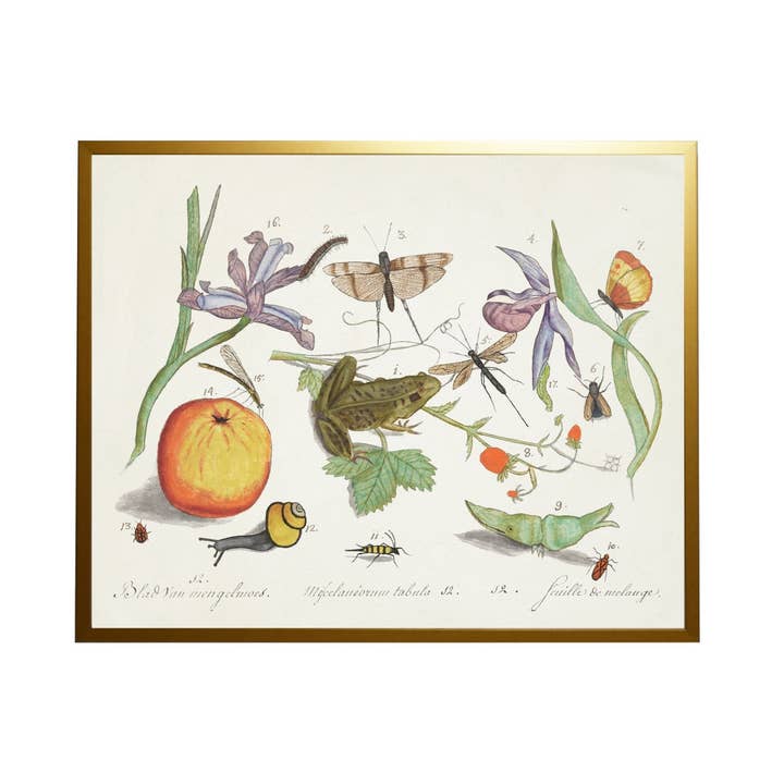 D Bugs And Flowers Vintage Book Plate for wholesale by Antique Curiosities Inc