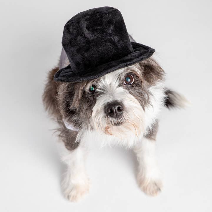 Silver Paw - Wholesale Pet Costume - Dog - Black Velvet Top Hat Costume1
