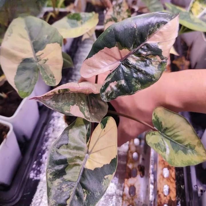 Alocasia "Yucatán Princess" variegated Aurea TC Plantlet | Rare Houseplant for wholesale by OrchidBox