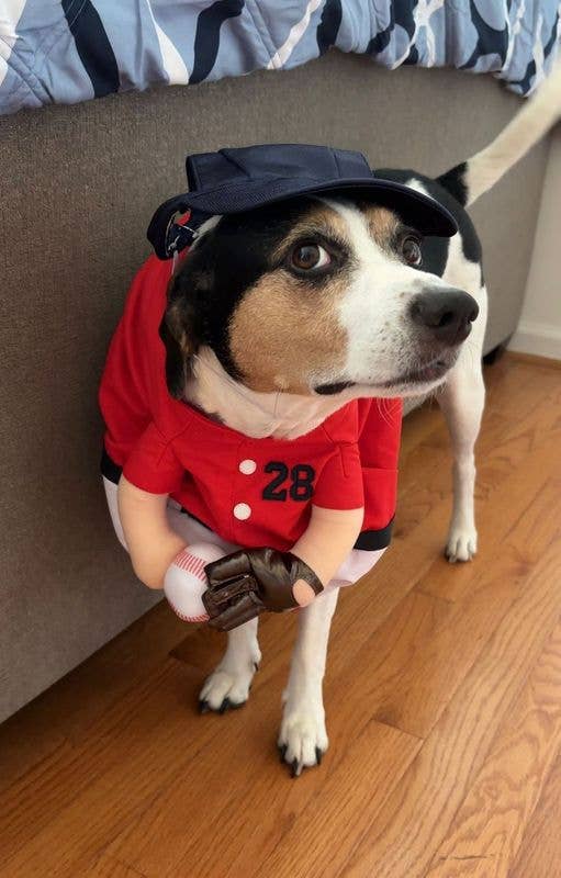 Show & Tail – wholesale Dräkt - Hund – Husdjurskläder - The Home Ruff6