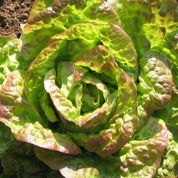 Little Veggie Patch Co - Wholesale Plant Seeds - Lettuce 'Mignonette Bronze' Heirloom Seeds1