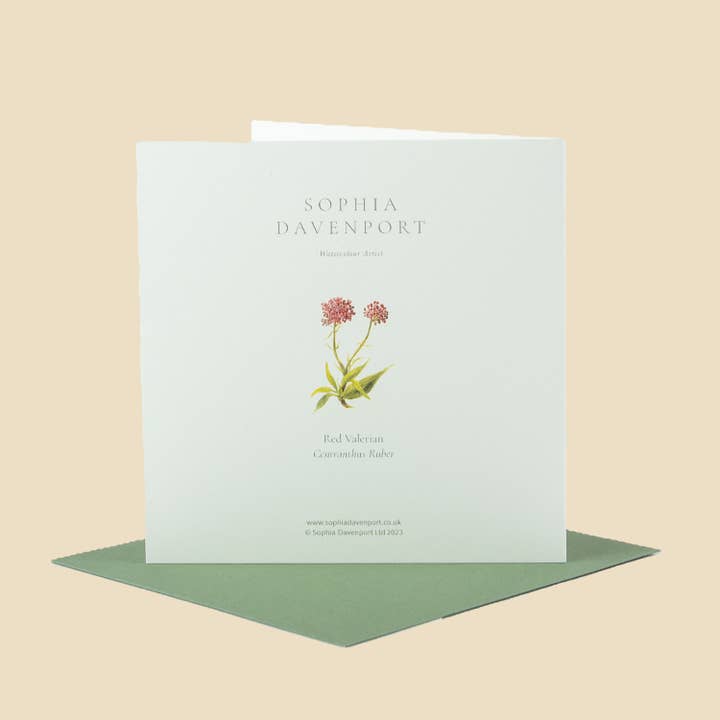 Sophia Davenport - Wholesale Everyday Greeting Card - Wildflower Greeting Cards and Notelets41