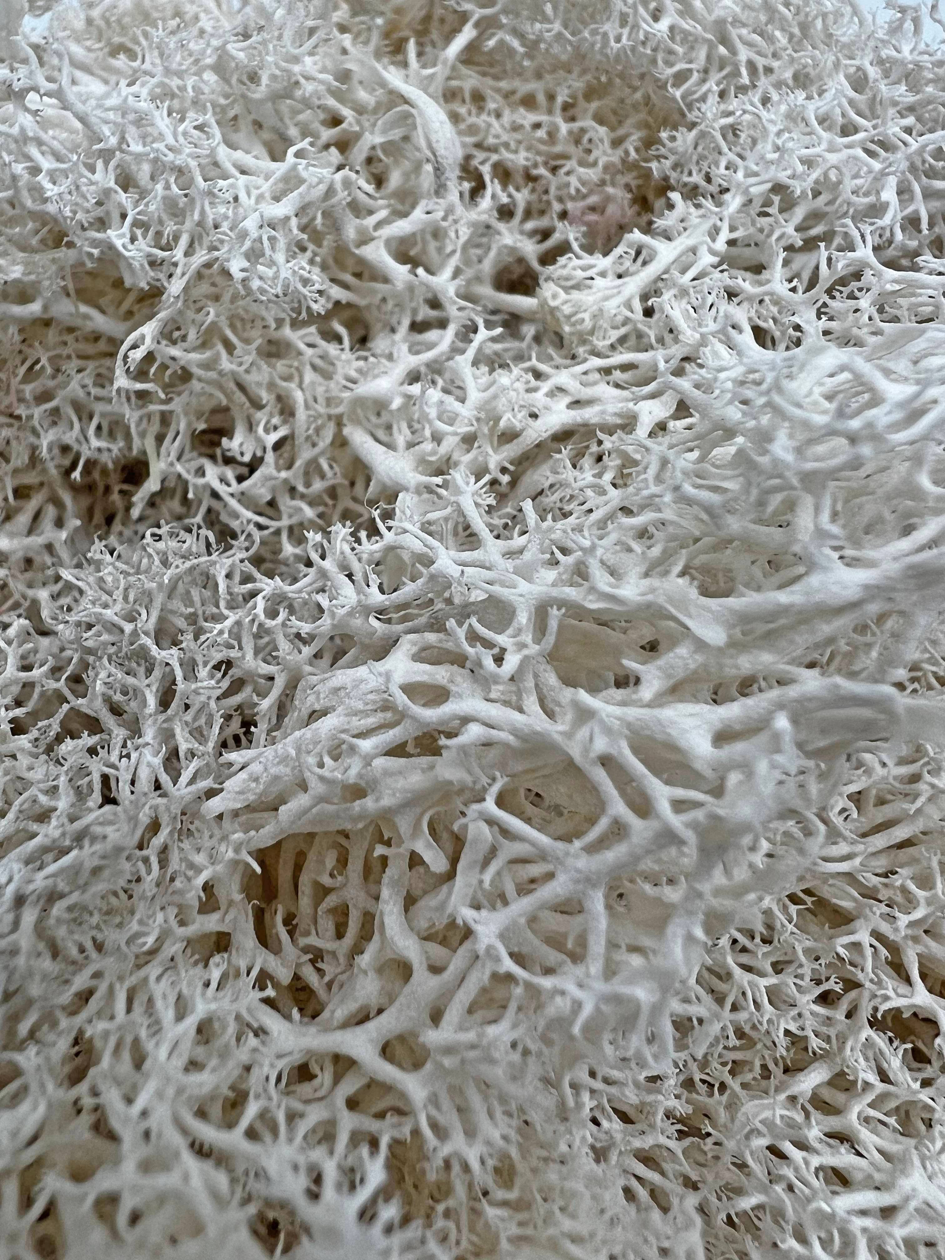 2626 Designs - Wholesale Dried/Pressed Flowers - Preserved Reindeer Moss in Multiple Colors9