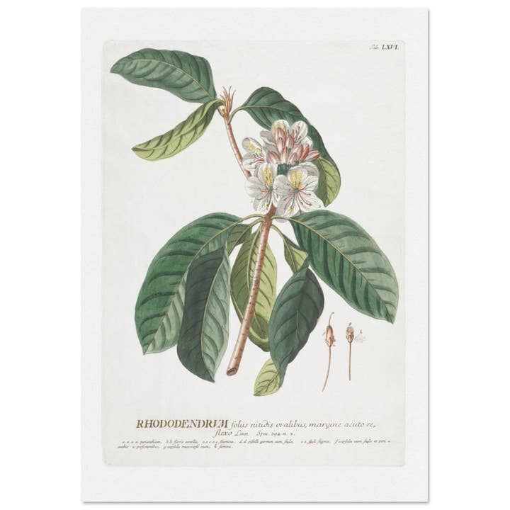 Rhododendrum pour la vente par Maison de Paloma