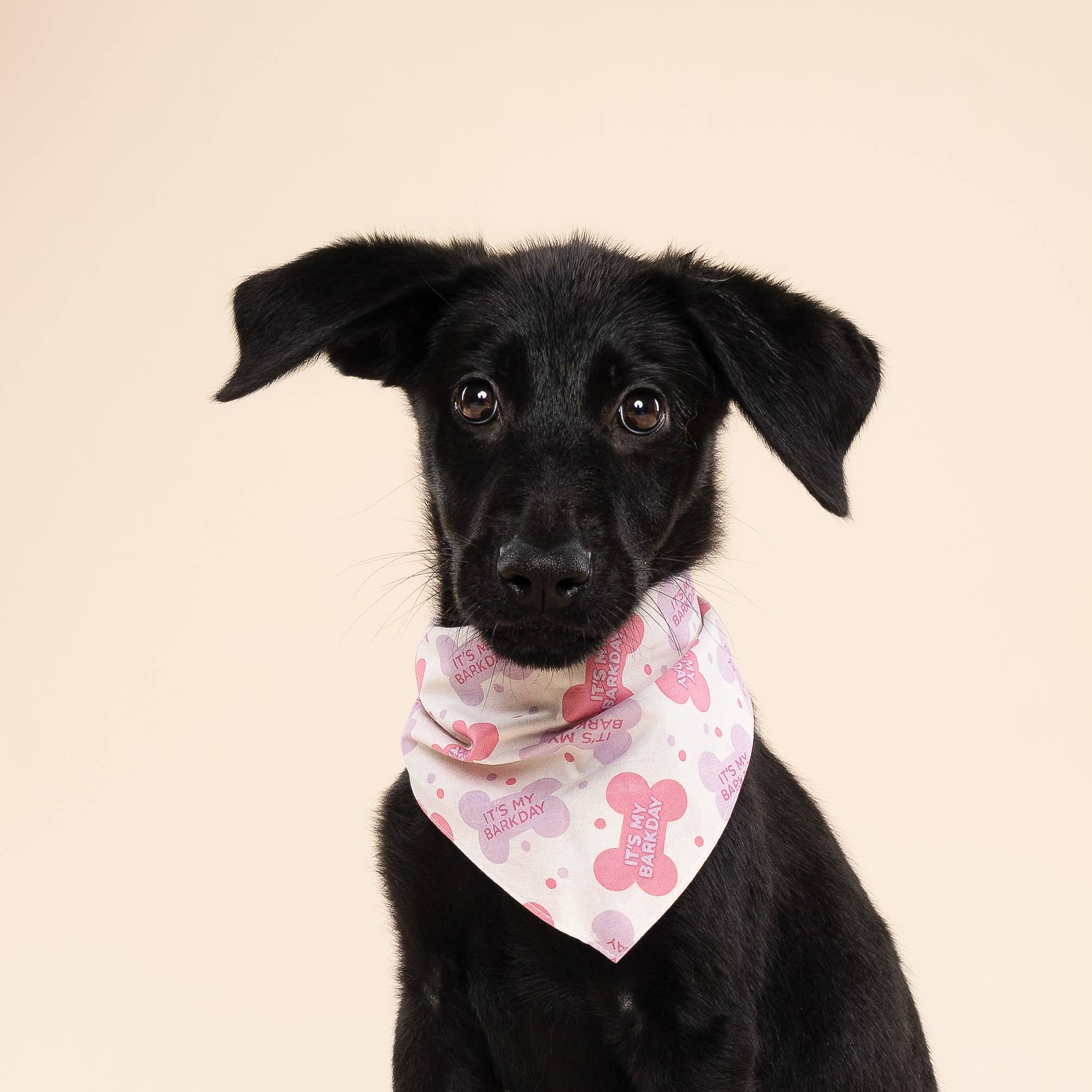 The Paws - Wholesale Pet Bandana - Dog - Let's Pawty in Pink Birthday Dog Bandana1
